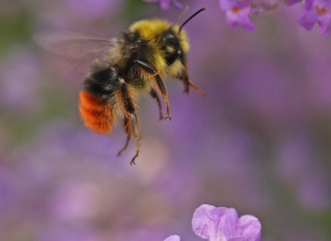 Bee, Bombus lapidarius red tailed male, Rachel Scopes