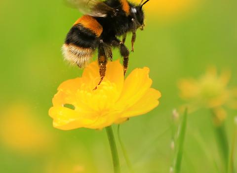 Buff tailed bumblebee Jon Hawkins Surrey Hills Photography