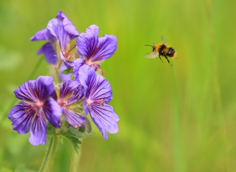 Early bumblebee, Jon Hawkins, Surrey Hills Photography 