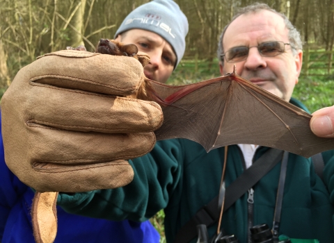 Examining a noctule bat wing at Spring wood, Steve Roe