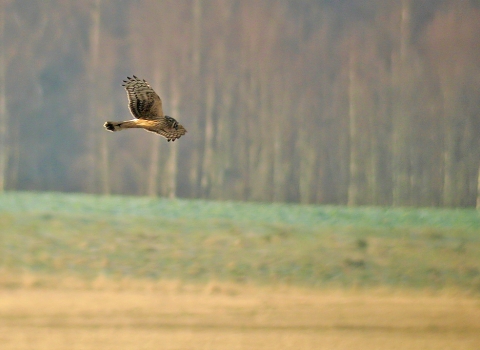 Hen harrier, Stefan Johansson