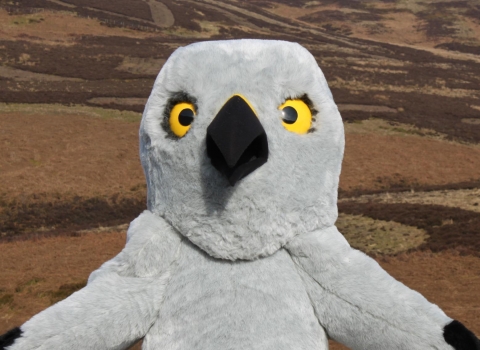 Henry the Hen Harrier, Tim Birch 