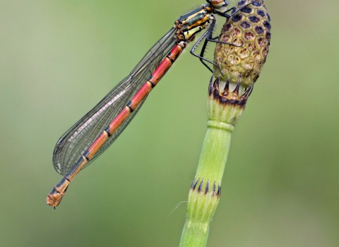 Large red damselfly, Matt Cole 