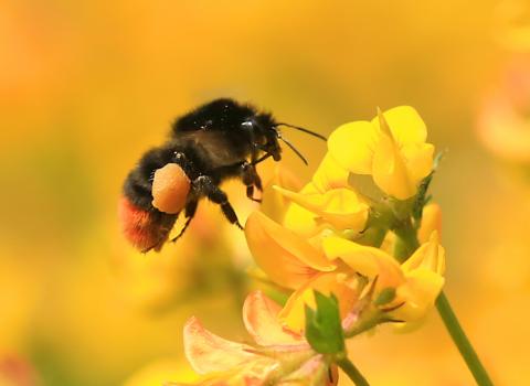 Red tailed bumblebee, Jon Hawkins, Surrey Hills Photography 