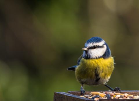 Blue tit, Sharon Dale via Flickr