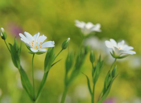 Greater stitchwort, Kieron Huston