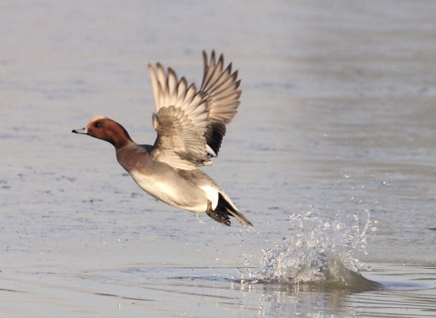 Wigeon, Guy Badham 