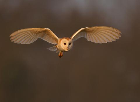 Barn owl, Andy Rouse 2020 VISION