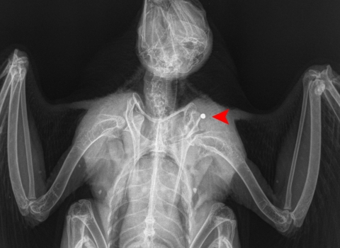 Male peregrine x-ray, Derbyshire Wildlife Trust 