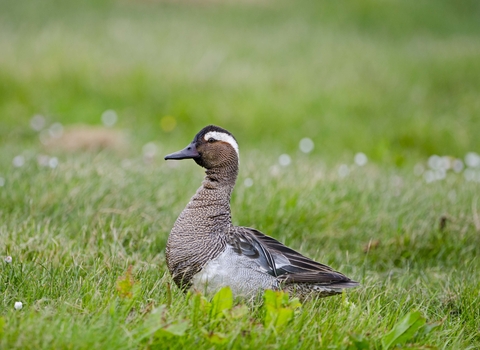 Drake garganey