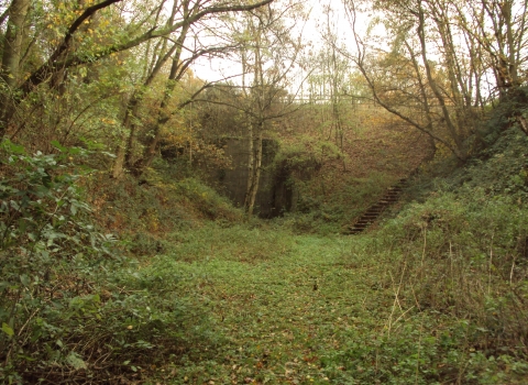 Duckmanton Railway Cutting, Derbyshire Wildlife Trust 