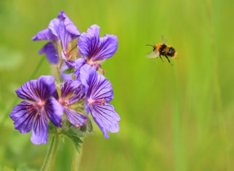 Early bumblebee, Jon Hawkins, Surrey Hills Photography