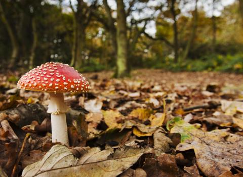 Fly Agaric, Elliott Neep