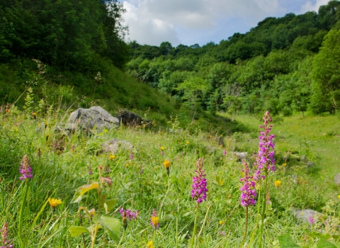 Fragrant orchid, Hopton Quarry, credit Natural Diversity