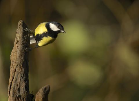 Great tit, Lynn Martin