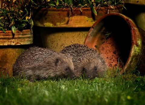 Hedgehog, Jon Hawkins, Surrey Hills Photography 