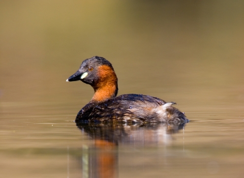 Little grebe, Tom Marshall 