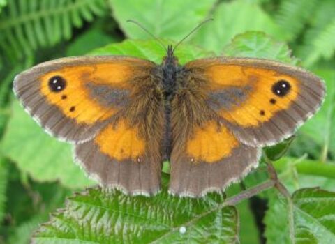 Lock Lane Ash Tip gatekeeper butterfly, Jim Russell