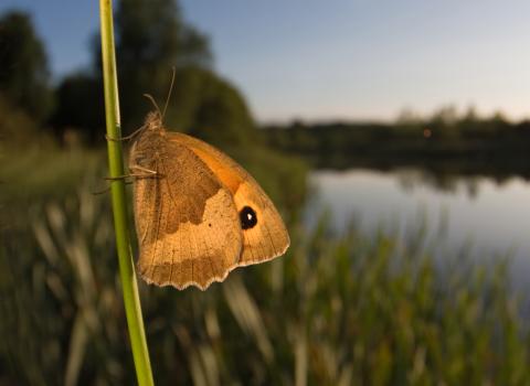 Meadow brown, Matt Cole 