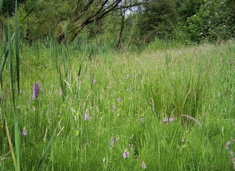 Oakerthorpe, Derbyshire Wildlife Trust 