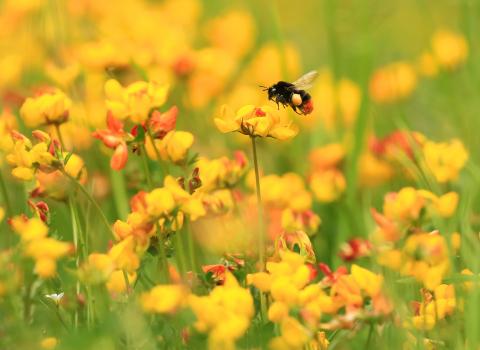 Red tailed bumblebee, Jon Hawkins, Surrey Hills Photography 