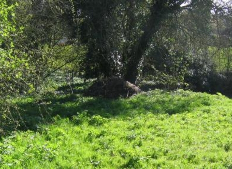 Risley Glebe, Derbyshire Wildlife Trust