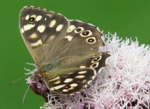 Rowsley speckled wood Shirley Freeman