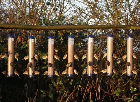 Tree sparrows, Vine House Farm 