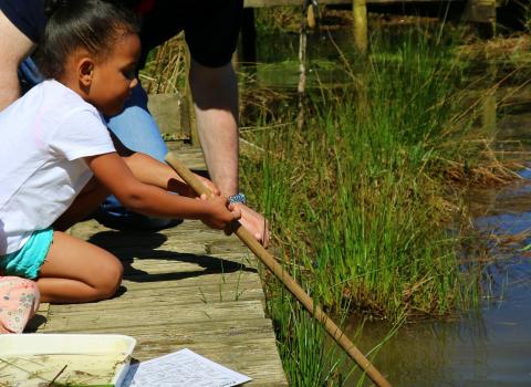 Pond dipping, Sarah Watson 