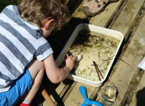 Pond dipping, Sarah Watson 