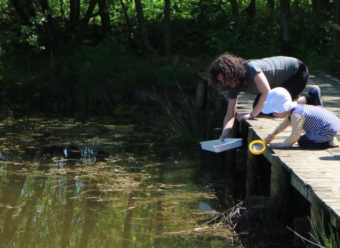 Pond dipping, Sarah Watson 