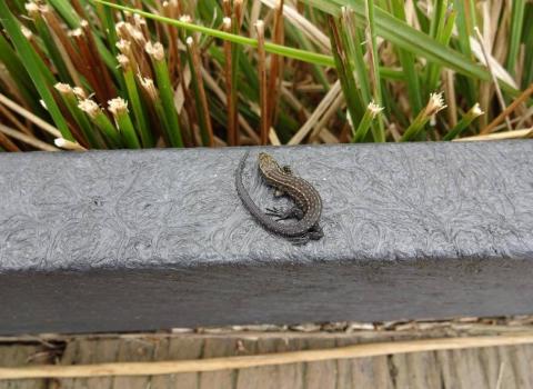 common lizard on boardwalk, Libby Duggan-Jones