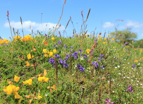 Gang mine meadows