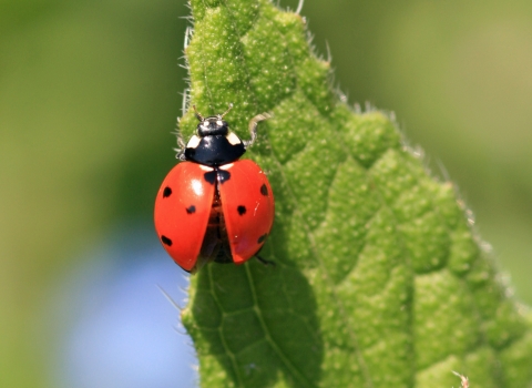 seven spot ladybird