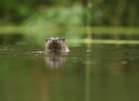 Otter in river