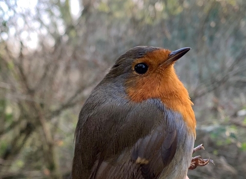 What to do if you find an injured bird | Derbyshire Wildlife Trust