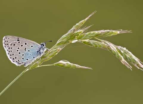 Large blue butterfly