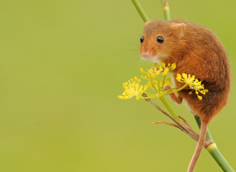 spring harvest dormouse