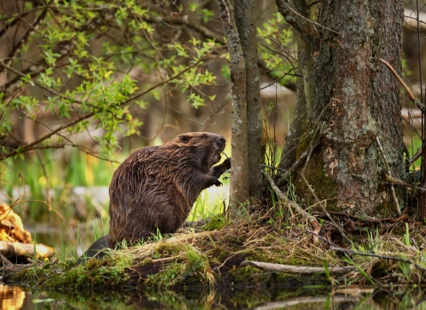 beaver