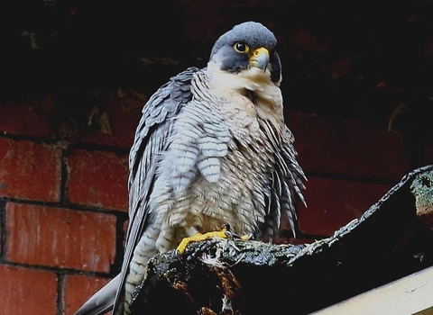 peregrine falcon