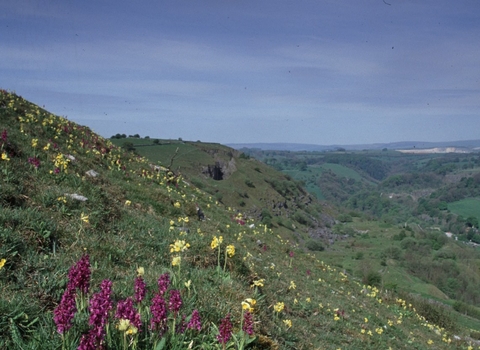 Priestcliffe Lees Nature Reserve