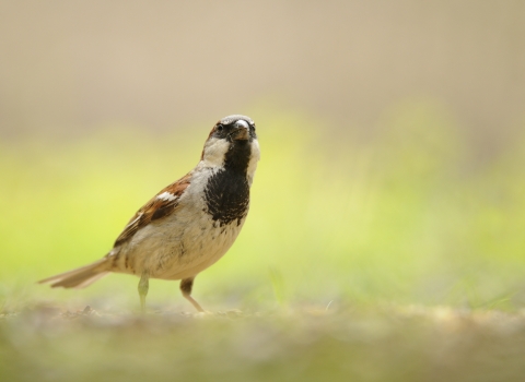 House sparrow