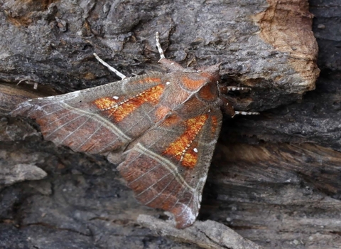 Herald moth