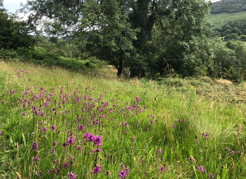 Thornhill Carr Nature Reserve