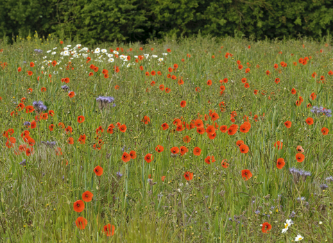 wild flowers