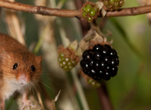 Harvest mouse