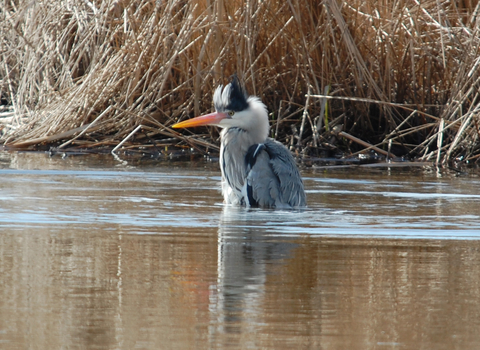 Heron Bathing at Golden Brook