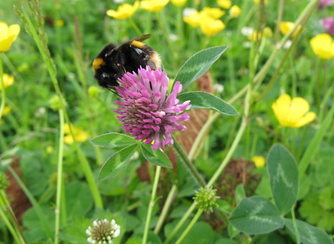 Clover bee Grow Don't Mow