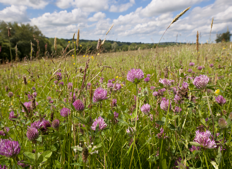 Clover field wildflowers