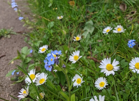 Wild Garden Bank #GrowDontMow